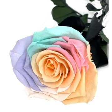 rosa preservada multicolor