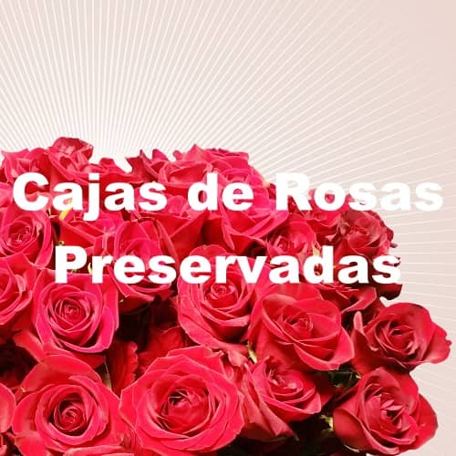 cajas redondas rosas preservadas
