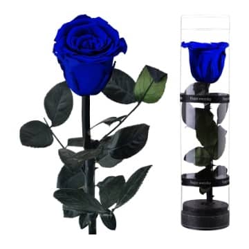 mejores rosas azules preservadas con tallo comprar