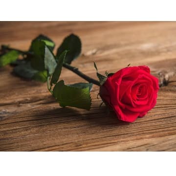 Rosa roja tallo largo eterna 