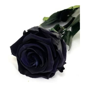 rosa negra preservada con tallo comprar