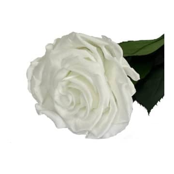 rosa blanca preservada con tallo