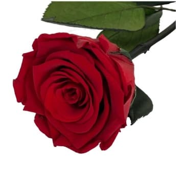 mejores rosas preservadas con tallo