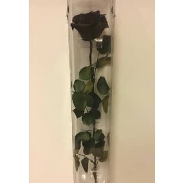 mejores rosas negras preservadas con tallo comprar
