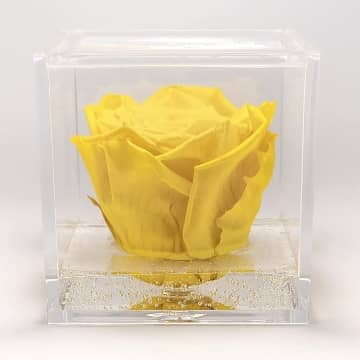 rosa amarilla eterna en cubo cristal