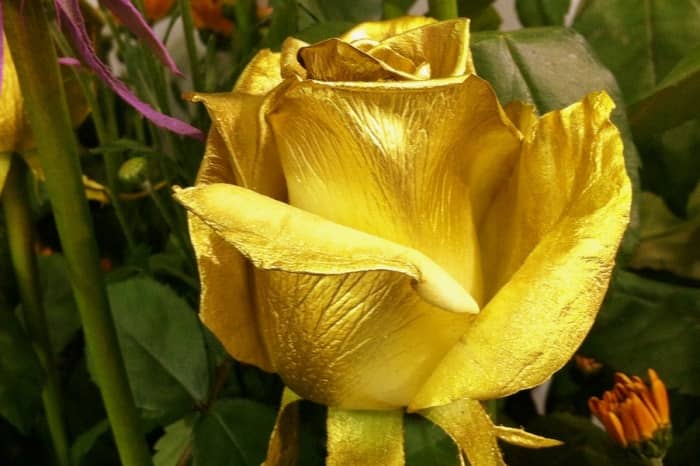 ▷ Rosa Eterna Bañada en Oro 24K | 12 Mejores para Comprar