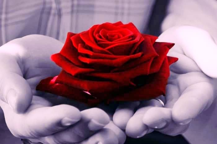 Joyhoop Rosa Eterna Rosas Roja con Base y Tarjeta de Felicitación Regalos Mujer Regalo Mama San Valentín Día de la Madre Aniversario Bodas Cumpleaños. Romantico Rosa Rojas Regalo para Ella 
