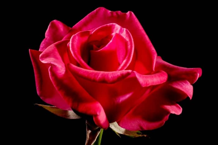 Rosa eterna roja: ðŸŒ¹ el regalo que desearÃ­a recibir una mujer por lo menos una vez en su vida.ðŸŽ� Descubre las mejores ofertas. Â¡ENTRA!