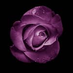 rosa eterna preservada purpura
