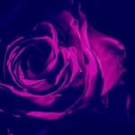 rosa-eterna-morada