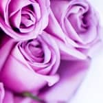 rosas-lilas-preservadas