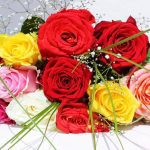 significado colores rosas eternas