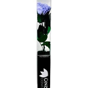 Rosa Eterna Lila Preservada 55cm 